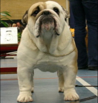 male - bulldog - anglais